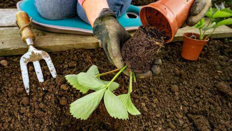 Let’s plant strawberries