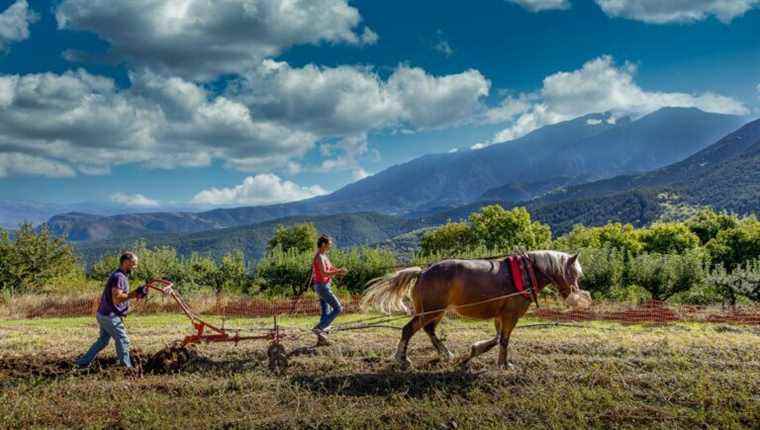 “Love and fresh water”, market gardeners in Escaro