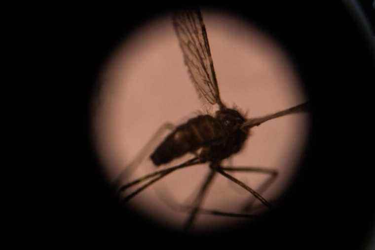 Malaria |  International research project gives new hope