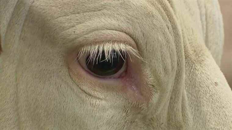 Manureva, a Montbeliard cow in Paris