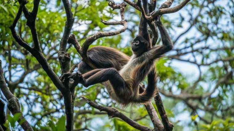 Monkeys drink alcohol