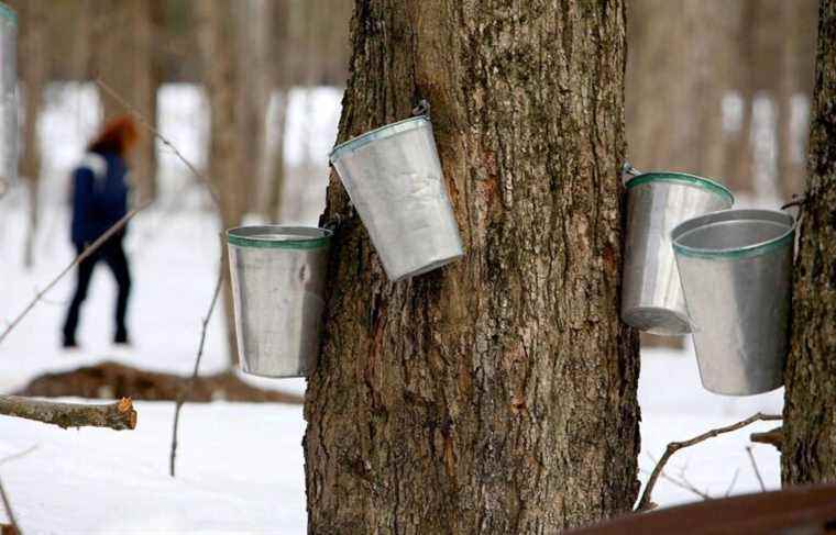 More cuts to replenish the strategic reserve of maple syrup