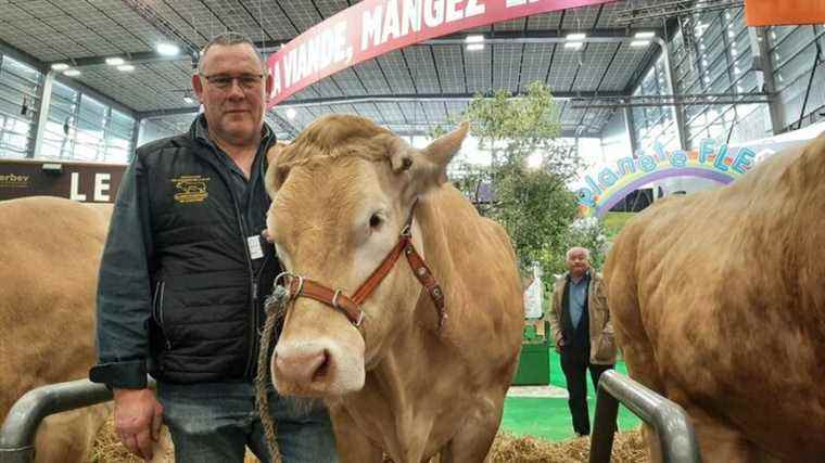 Nabila, a cow from Mayenne, is one of the stars of the Salon de l’Agriculture