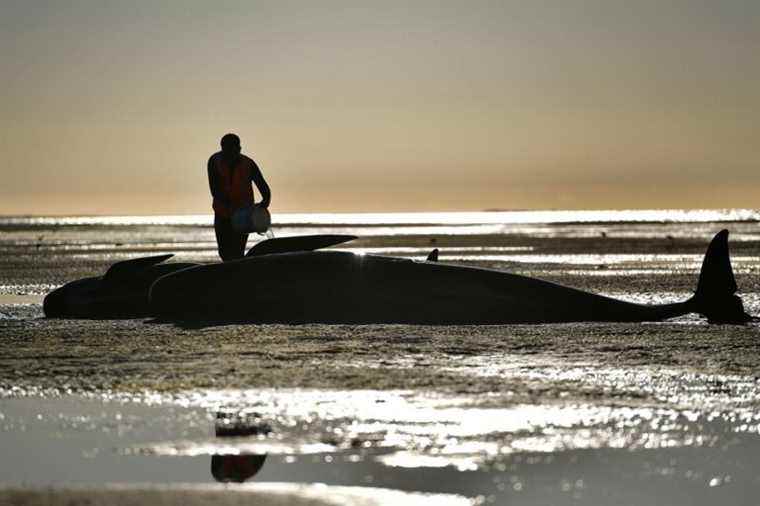 New Zealand |  Twenty stranded cetaceans found dead