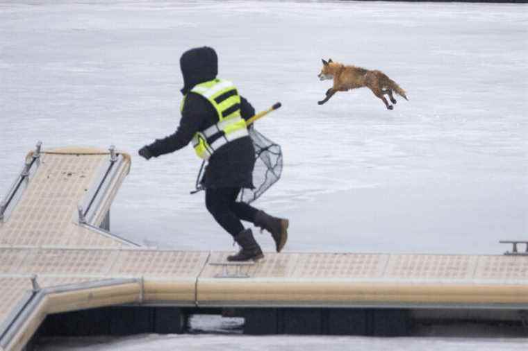 Old Port of Montreal |  Fox caught on ice could be rescued on Sunday