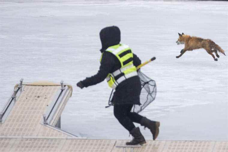 Old Port of Montreal |  Fox caught on ice escapes rescuers