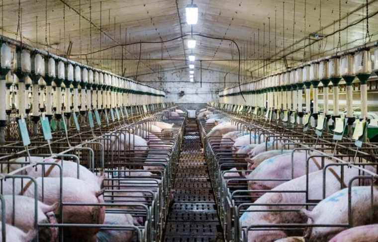 Planned decline in Quebec pork production