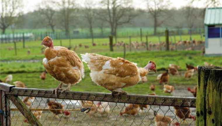 Poultry from Lavausseau