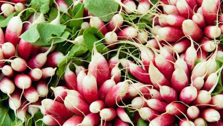 Red, black, two-tone …. The radish is spring in color