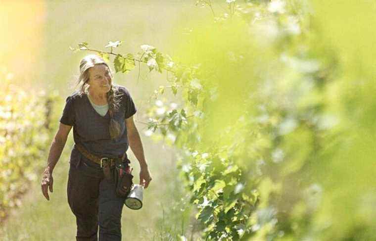 Review |  “The vine is beautiful”: understanding to better savor