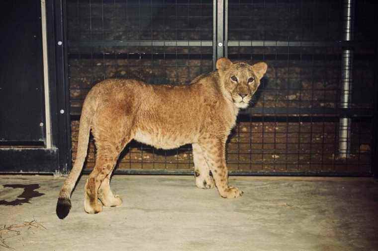 Six lions evacuated from Ukraine welcomed in Spain and Belgium