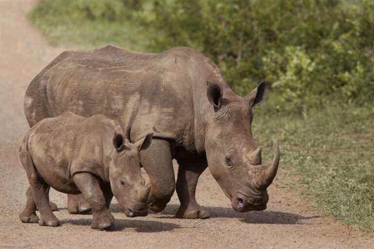 South African rhinos |  A bond issue by the World Bank to save the species