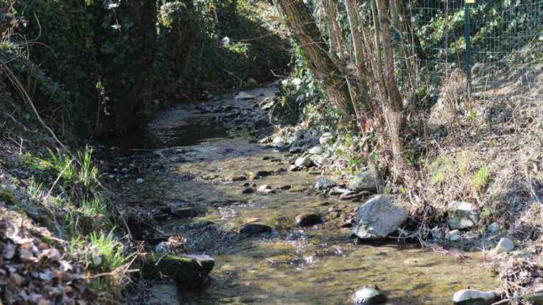 Suspicion of fish poaching with bleach near La Ferté-Bernard