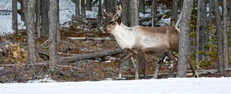 The Caribou Commission will begin its consultations in mid-April