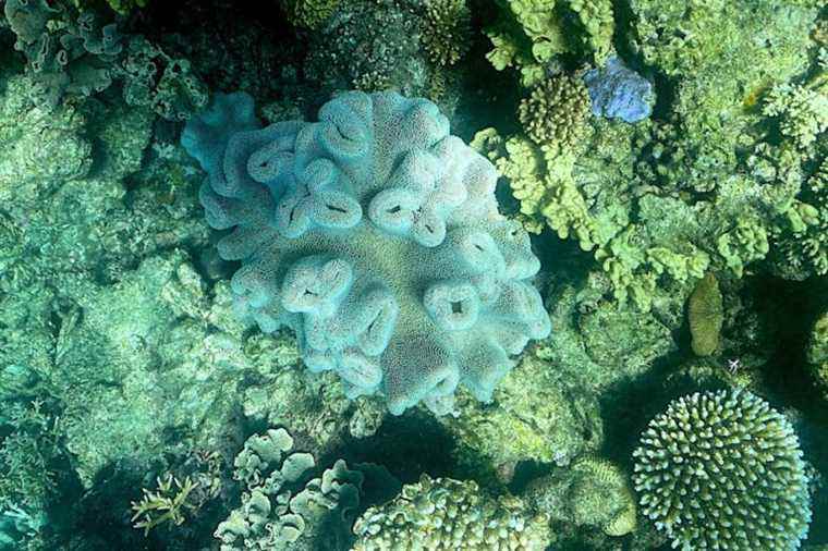 The Great Barrier Reef victim of “generalized” bleaching