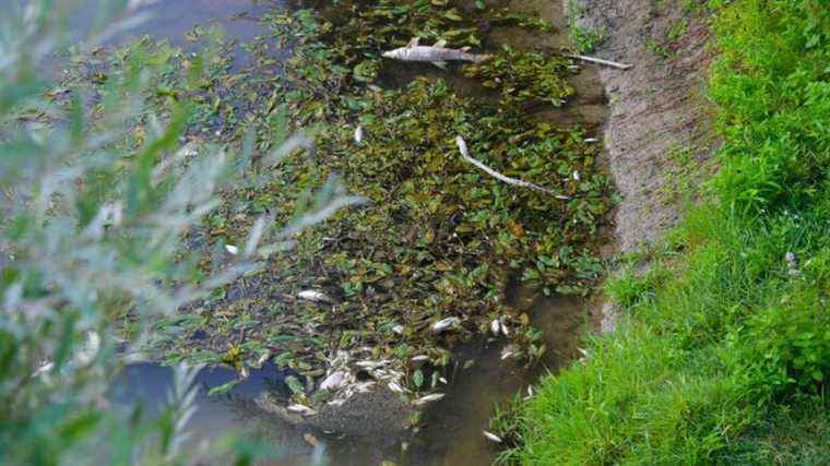 The Indre polluted in Châteauroux by a product not yet identified