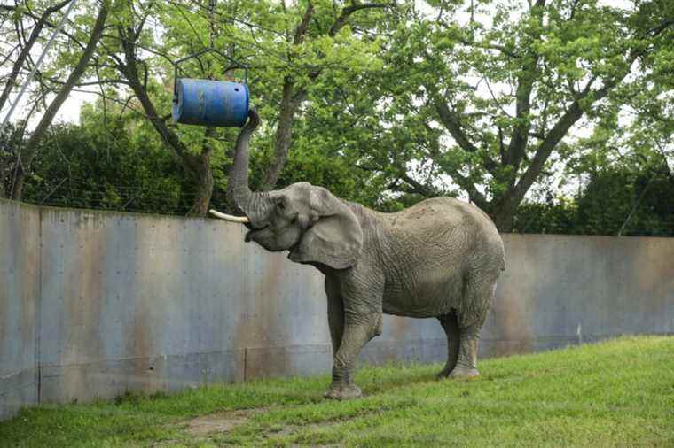 The Zoo de Granby plans to no longer house elephants