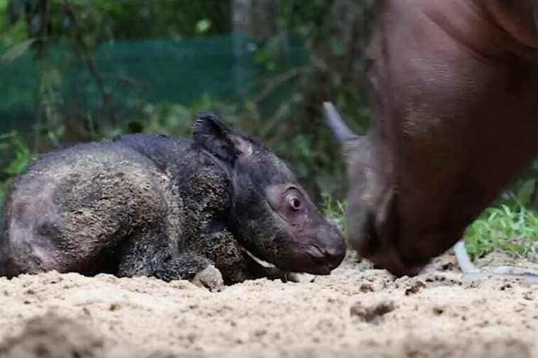 The birth of a Sumatran rhino brings hope to endangered species