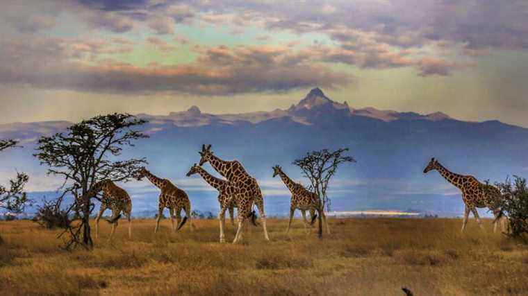 The giraffes are back: their population is recovering