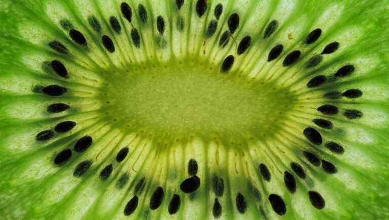 The kiwi: where it grows is high season