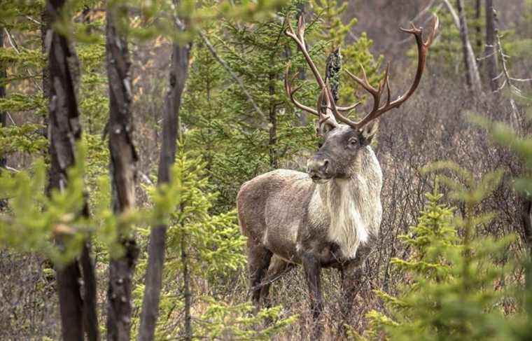 The last Charlevoix caribou are in captivity