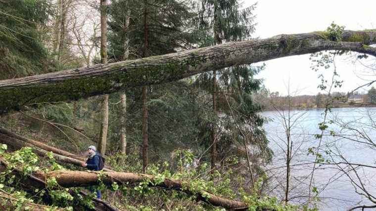 The timber industry in Normandy lacks carpenters