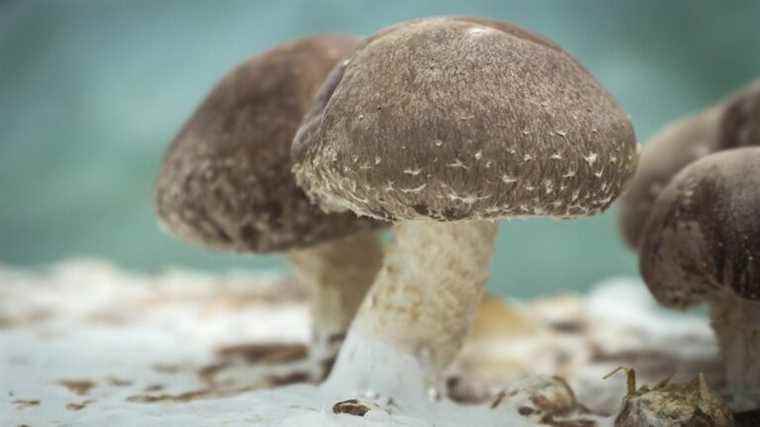 “The urban mushroom”, in Nantes