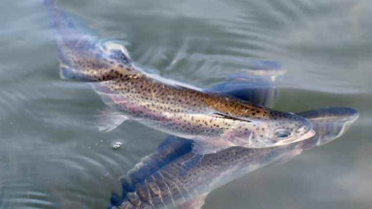 Thousands of Mayenne residents on the job for the opening of fishing this weekend