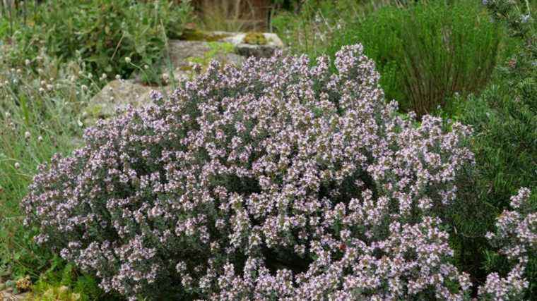 Thyme, beautiful in the garden, good in the kitchen