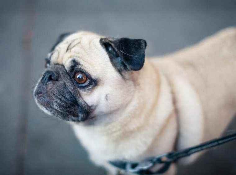 To get revenge on her boyfriend, she throws her dog from the 7th floor