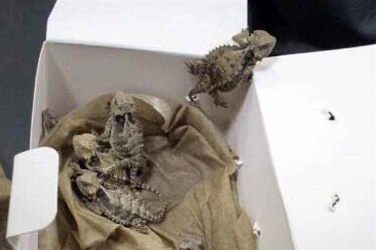 United States |  A smuggler hid snakes and horned lizards in his pants