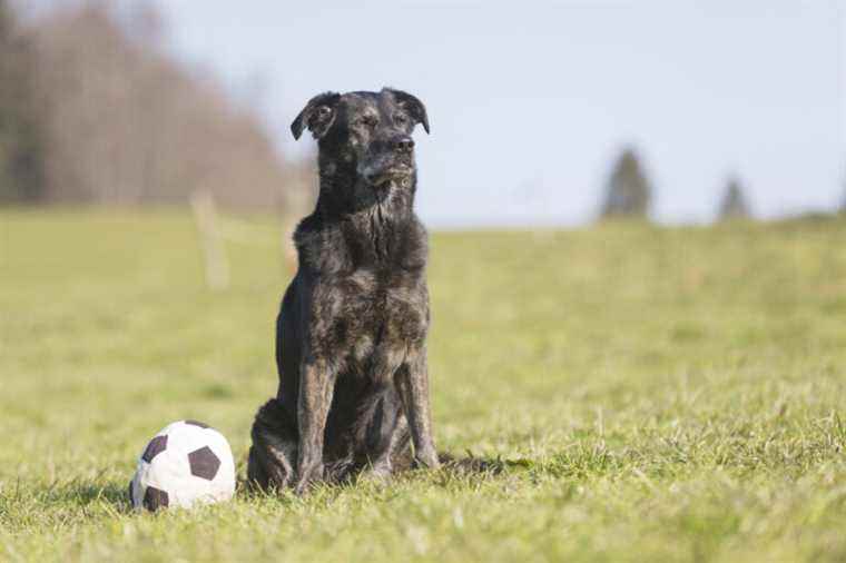 United States |  The still most popular Labrador