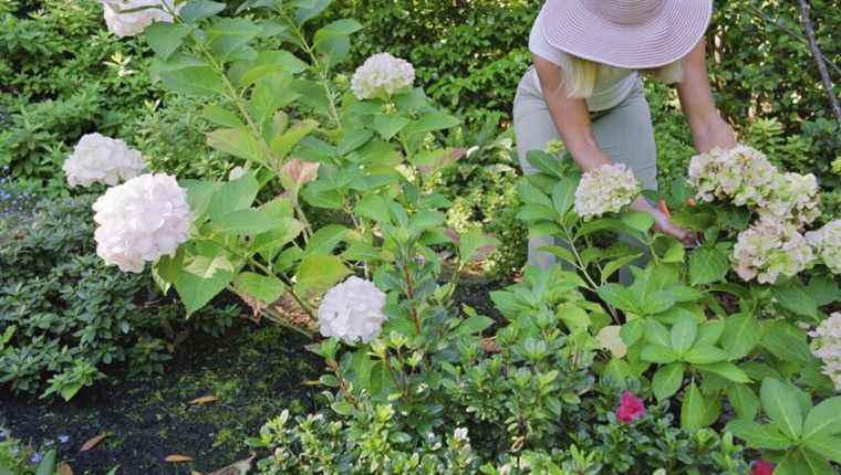 VIDEO – Pruning Hydrangeas