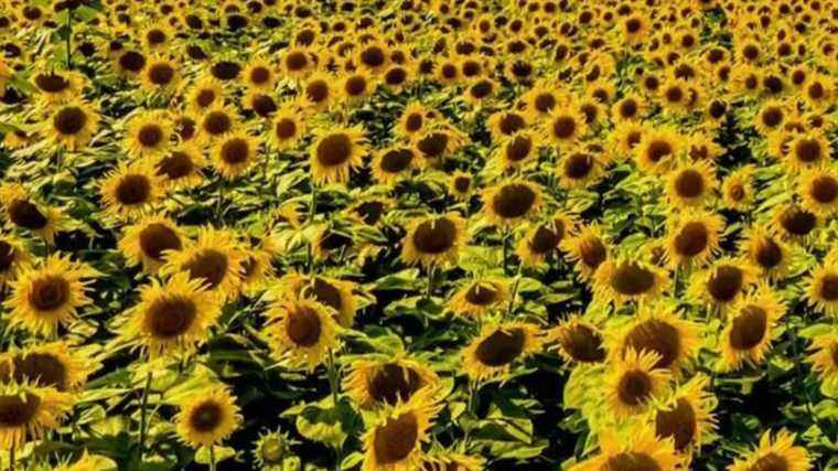 War in Ukraine: Fear of sunflower oil shortage drives prices up