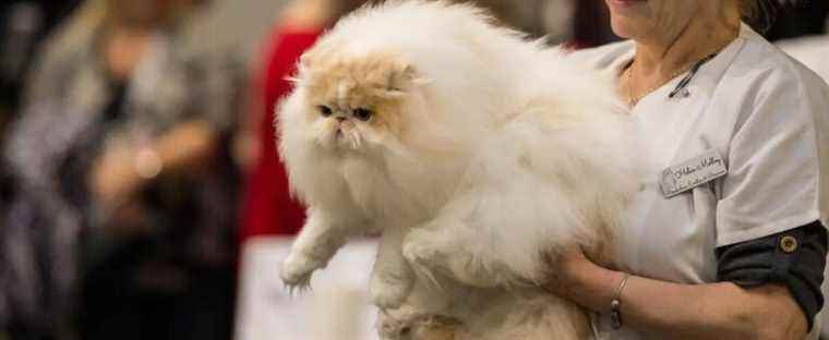 War in Ukraine: Russian cats banned from a feline competition