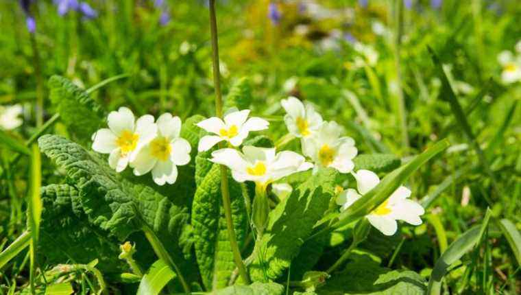 We cook what we have “fired” in the garden or in nature: “wild” cooking