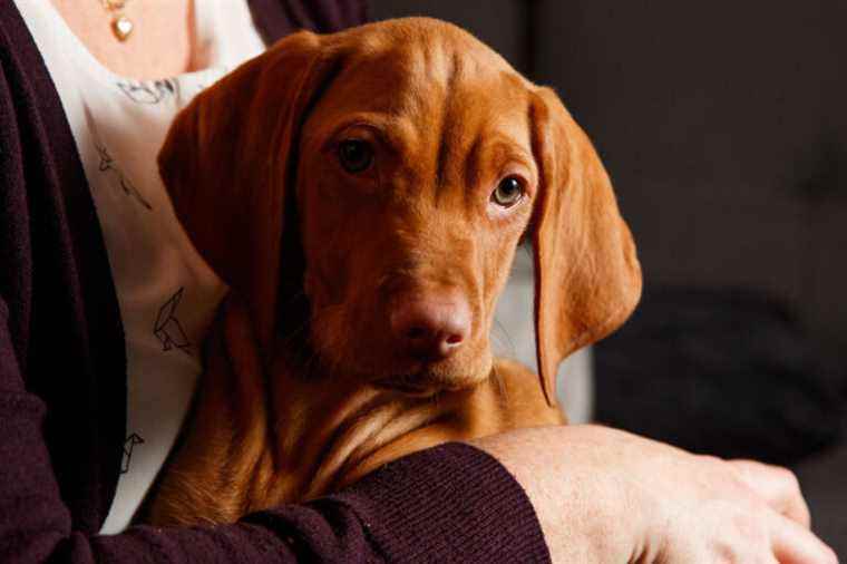 Welcoming a puppy |  Five traps where not to put your paws