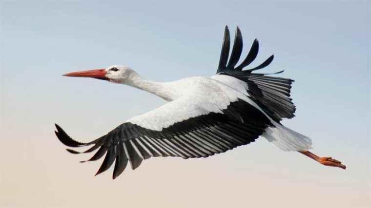 What is the link between storks, wells and the delivery of babies?