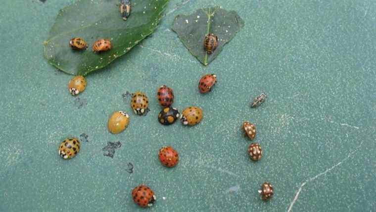 Who really knows ladybugs?