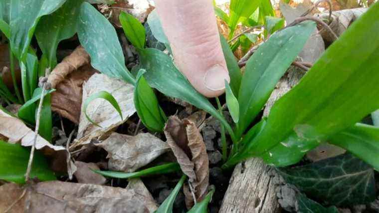 Wild garlic in all its forms, from picking to cooking