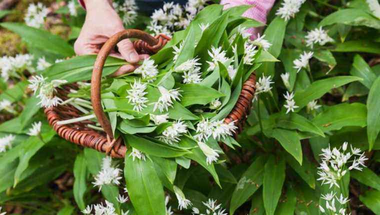 Wild garlic is cooked on France Bleu Alsace