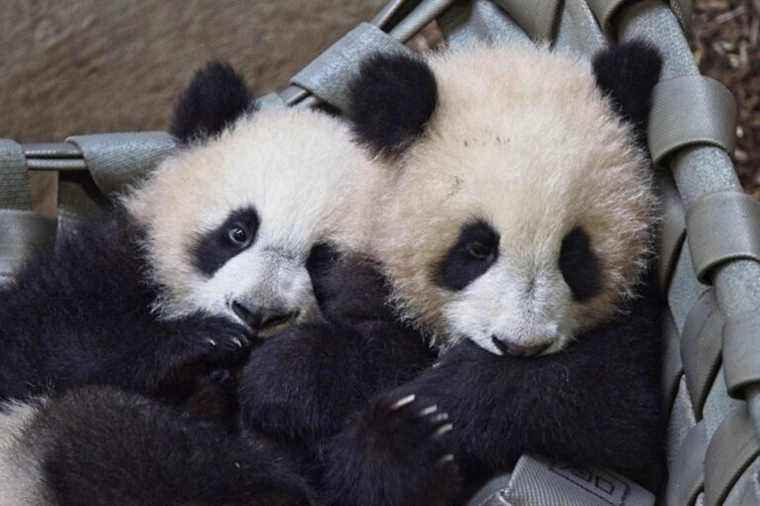 ZooPark of Beauval |  First outdoor outings for the panda twins