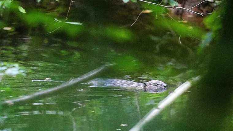 beavers reintroduced to London after 400 years away