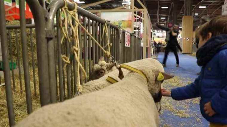 children discover the farm