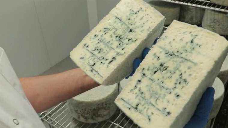 discovering blue cheese from America