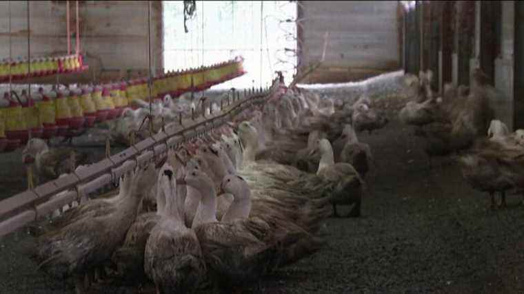 in Vendée, poultry farmers are worried