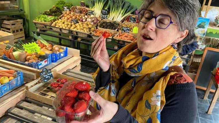 in the Dordogne, the first Périgord strawberries on the markets