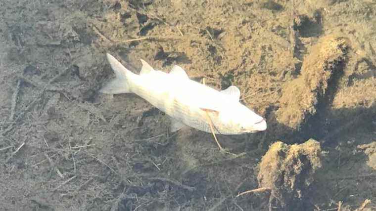 more than 200 fish found dead in the marina area