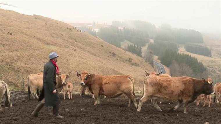 on the Mézenc plateau, with a Fin Gras beef breeder