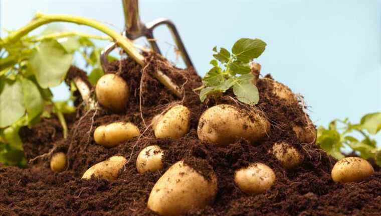 plant the potatoes!